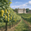 Chardonnay