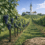 Pinot Noir